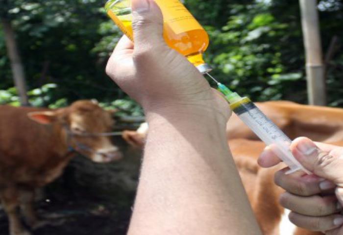 DPP Berikan Vaksin Anthrax Untuk Hewan Ternak Kulon Progo